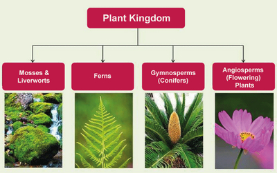 Kingdom Plantae dan Ciri serta Contohnya